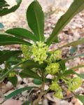 Daphne laureola